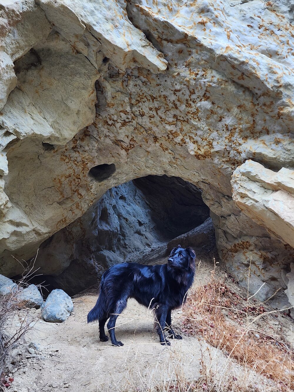 Stegs, a black long-haired dog, standing before a rock cavern
