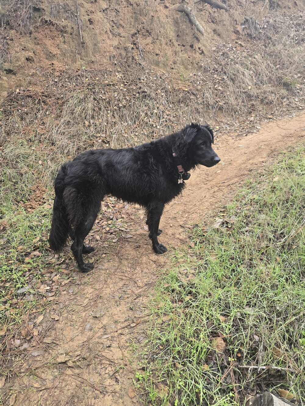 Stegs out on a walk along a trail