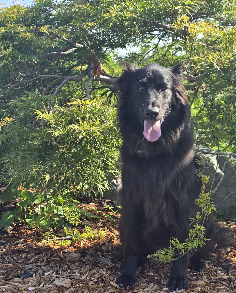 Stegs, Joanne's dog, sitting in the sun